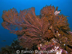 Bumpy orange Gorgonian. Sea of Cortéz. by Ramón Domínguez 